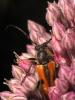 Vadonia iunipunctata gallica